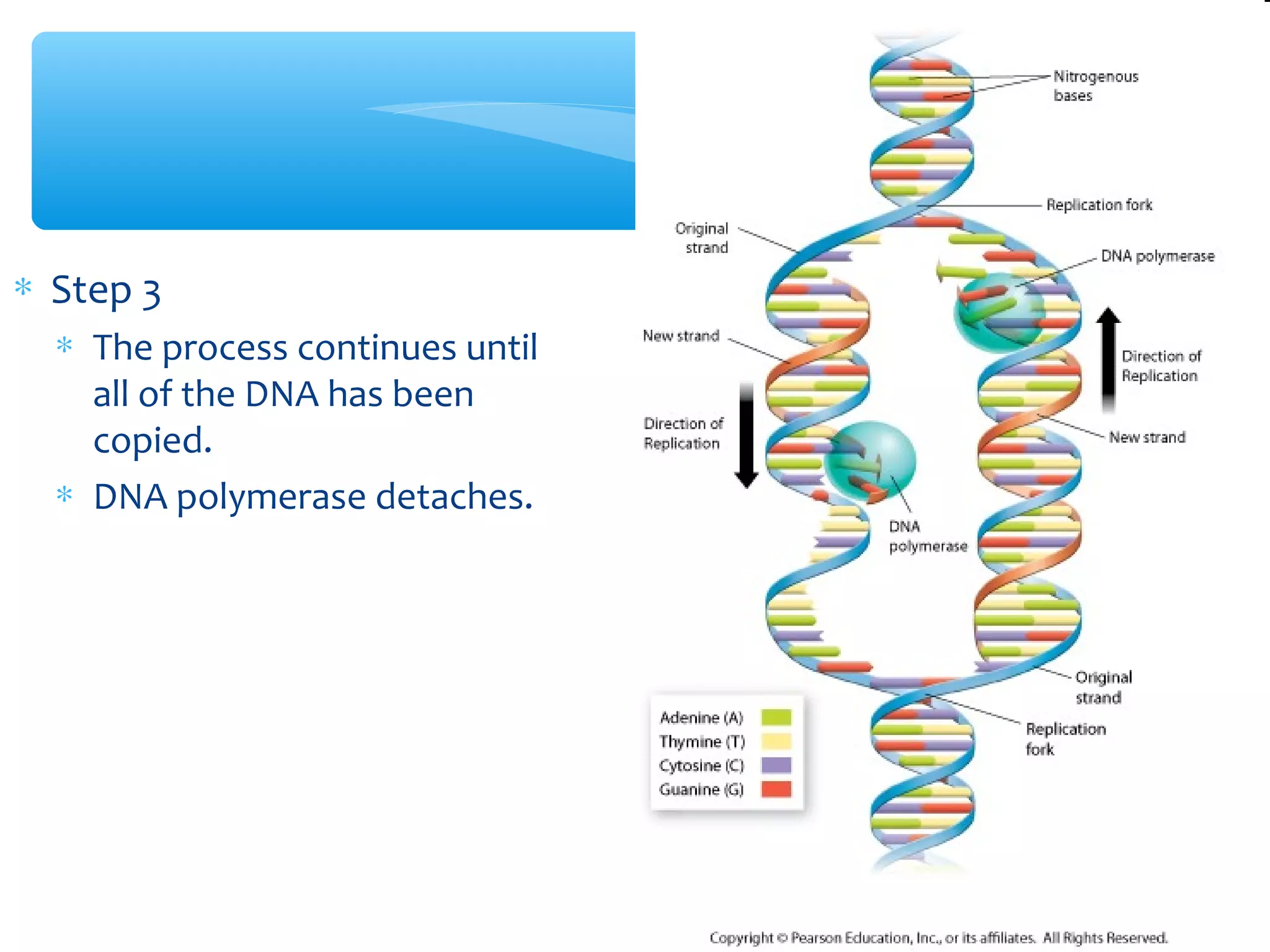 ∗ Step 3
∗ The process continues until
all of the DNA has been
copied.
∗ DNA polymerase detaches.
 