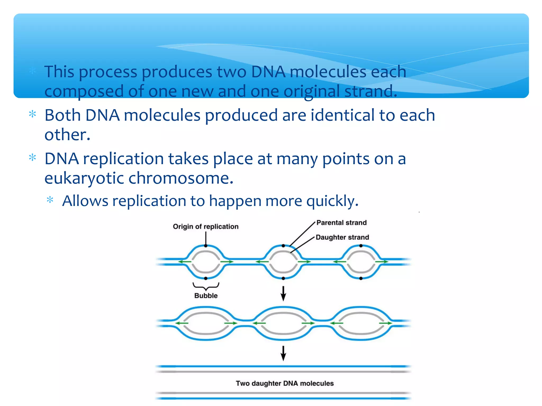 ∗ This process produces two DNA molecules each
composed of one new and one original strand.
∗ Both DNA molecules produced are identical to each
other.
∗ DNA replication takes place at many points on a
eukaryotic chromosome.
∗ Allows replication to happen more quickly.
 