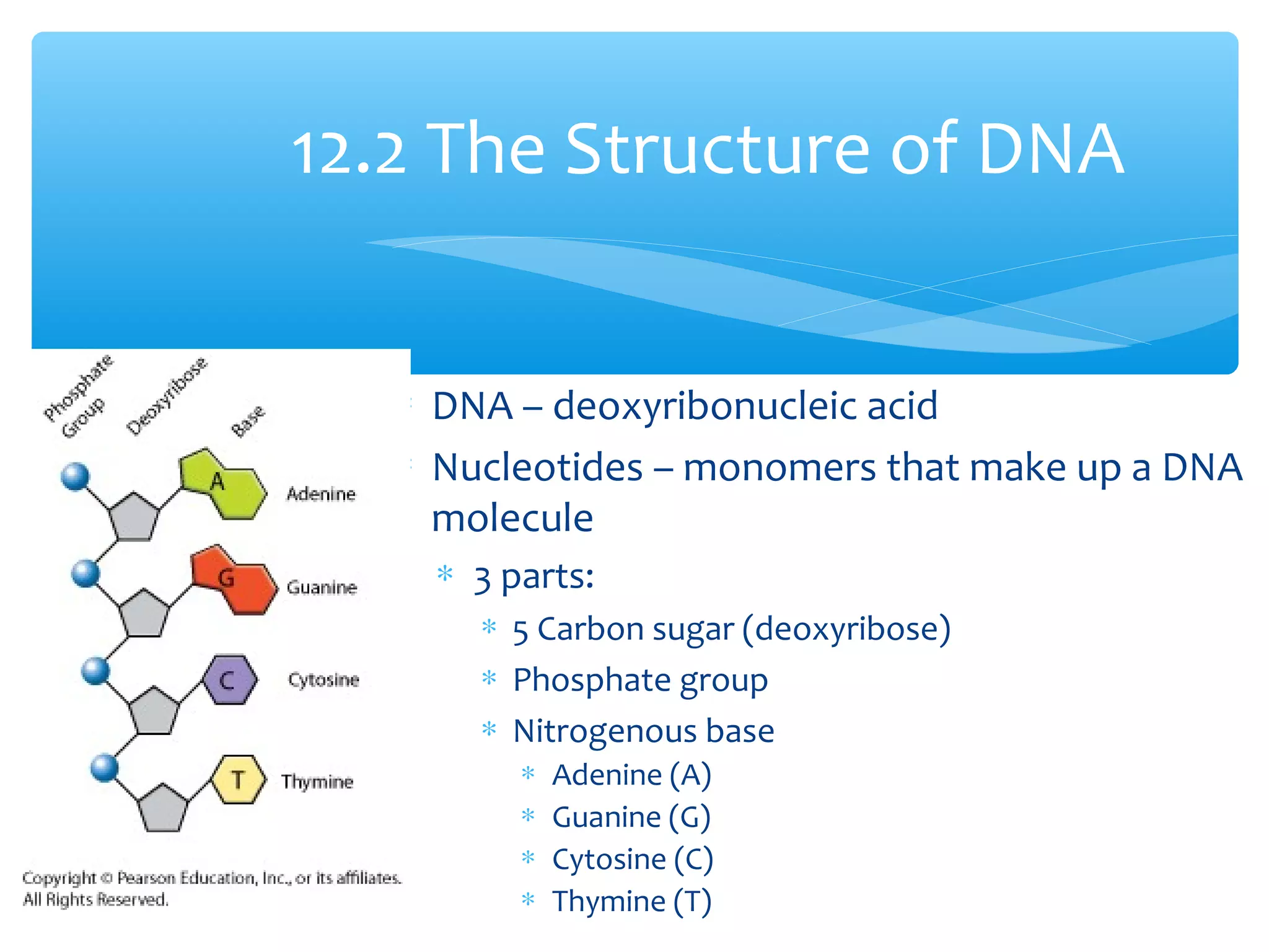 ∗ DNA – deoxyribonucleic acid
∗ Nucleotides – monomers that make up a DNA
molecule
∗ 3 parts:
∗ 5 Carbon sugar (deoxyribose)
∗ Phosphate group
∗ Nitrogenous base
∗ Adenine (A)
∗ Guanine (G)
∗ Cytosine (C)
∗ Thymine (T)
12.2 The Structure of DNA
 
