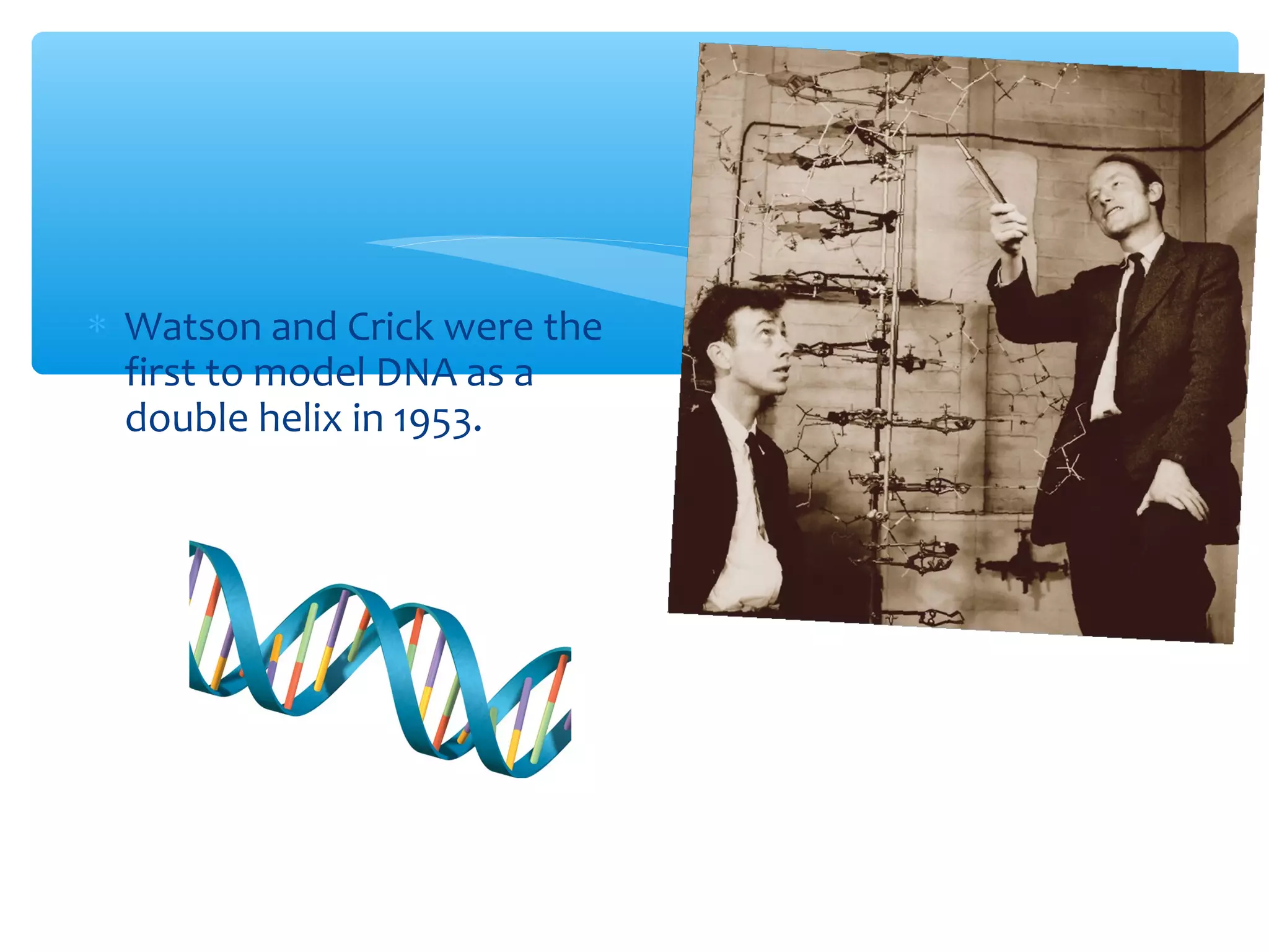 ∗ Watson and Crick were the
first to model DNA as a
double helix in 1953.
 
