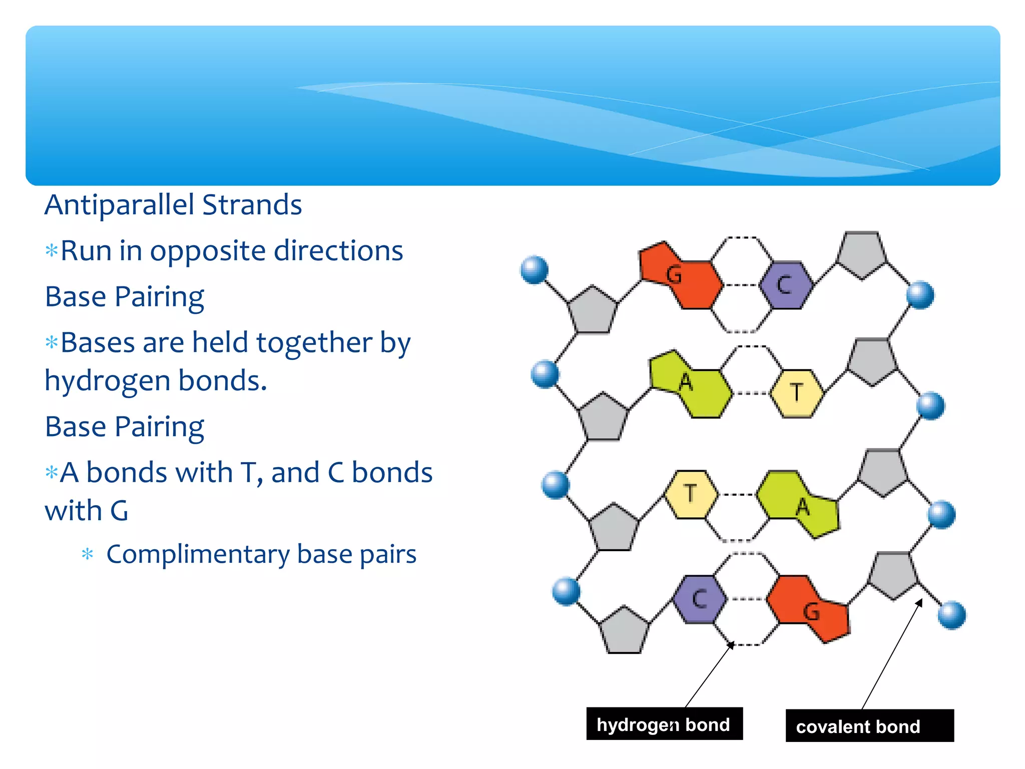 Antiparallel Strands
∗Run in opposite directions
Base Pairing
∗Bases are held together by
hydrogen bonds.
Base Pairing
∗A bonds with T, and C bonds
with G
∗ Complimentary base pairs
hydrogen bond covalent bond
 