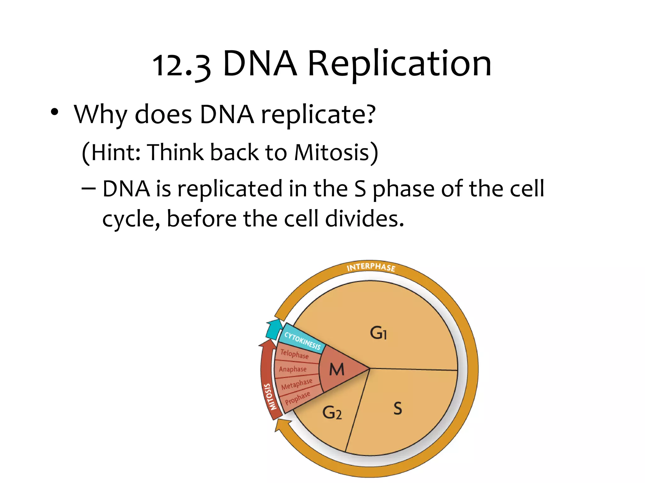 12.3 DNA Replication
• Why does DNA replicate?
(Hint: Think back to Mitosis)
– DNA is replicated in the S phase of the cell
cycle, before the cell divides.
 