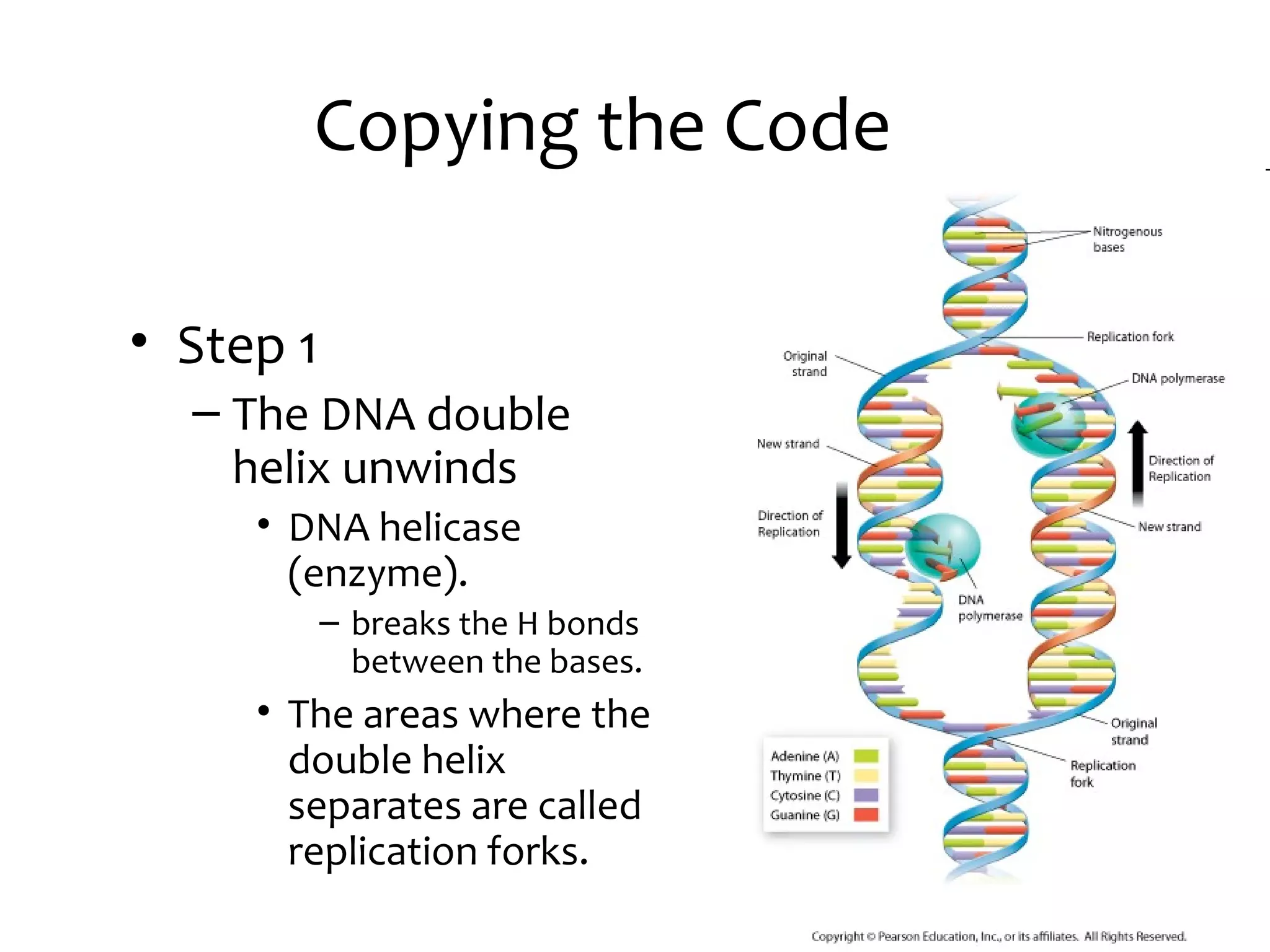 Copying the Code
• Step 1
– The DNA double
helix unwinds
• DNA helicase
(enzyme).
– breaks the H bonds
between the bases.
• The areas where the
double helix
separates are called
replication forks.
 