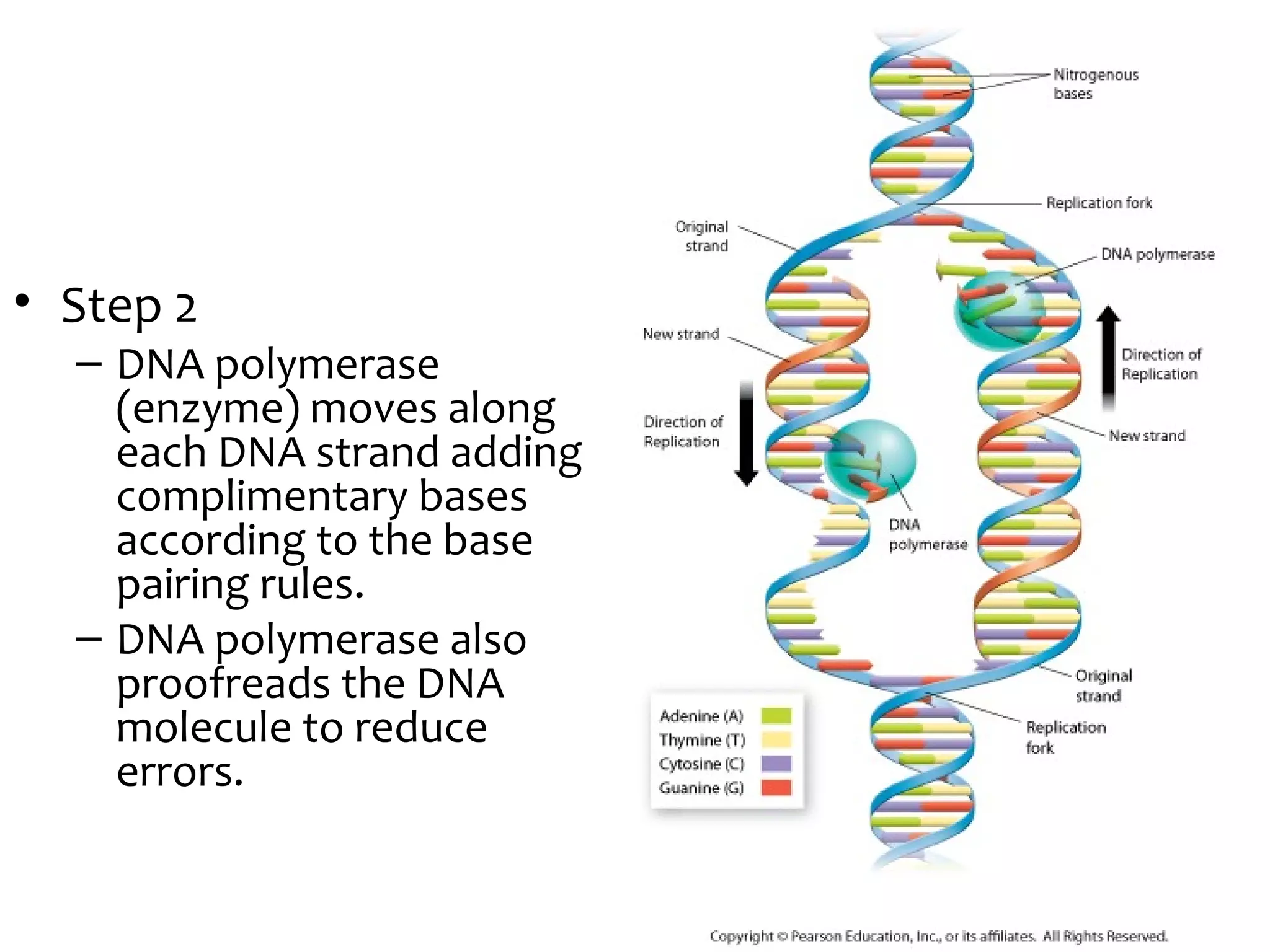 • Step 2
– DNA polymerase
(enzyme) moves along
each DNA strand adding
complimentary bases
according to the base
pairing rules.
– DNA polymerase also
proofreads the DNA
molecule to reduce
errors.
 