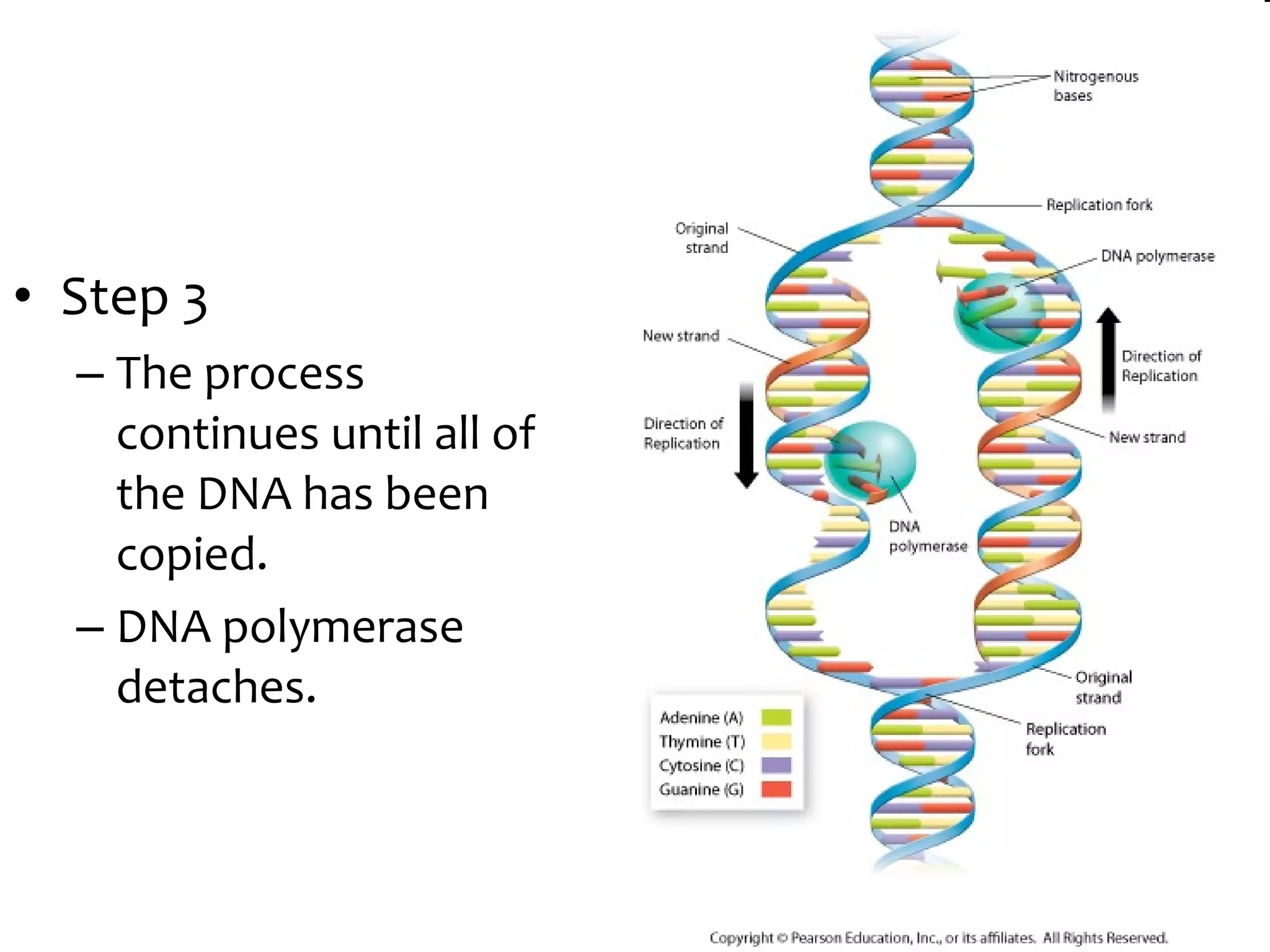 • Step 3
– The process
continues until all of
the DNA has been
copied.
– DNA polymerase
detaches.
 