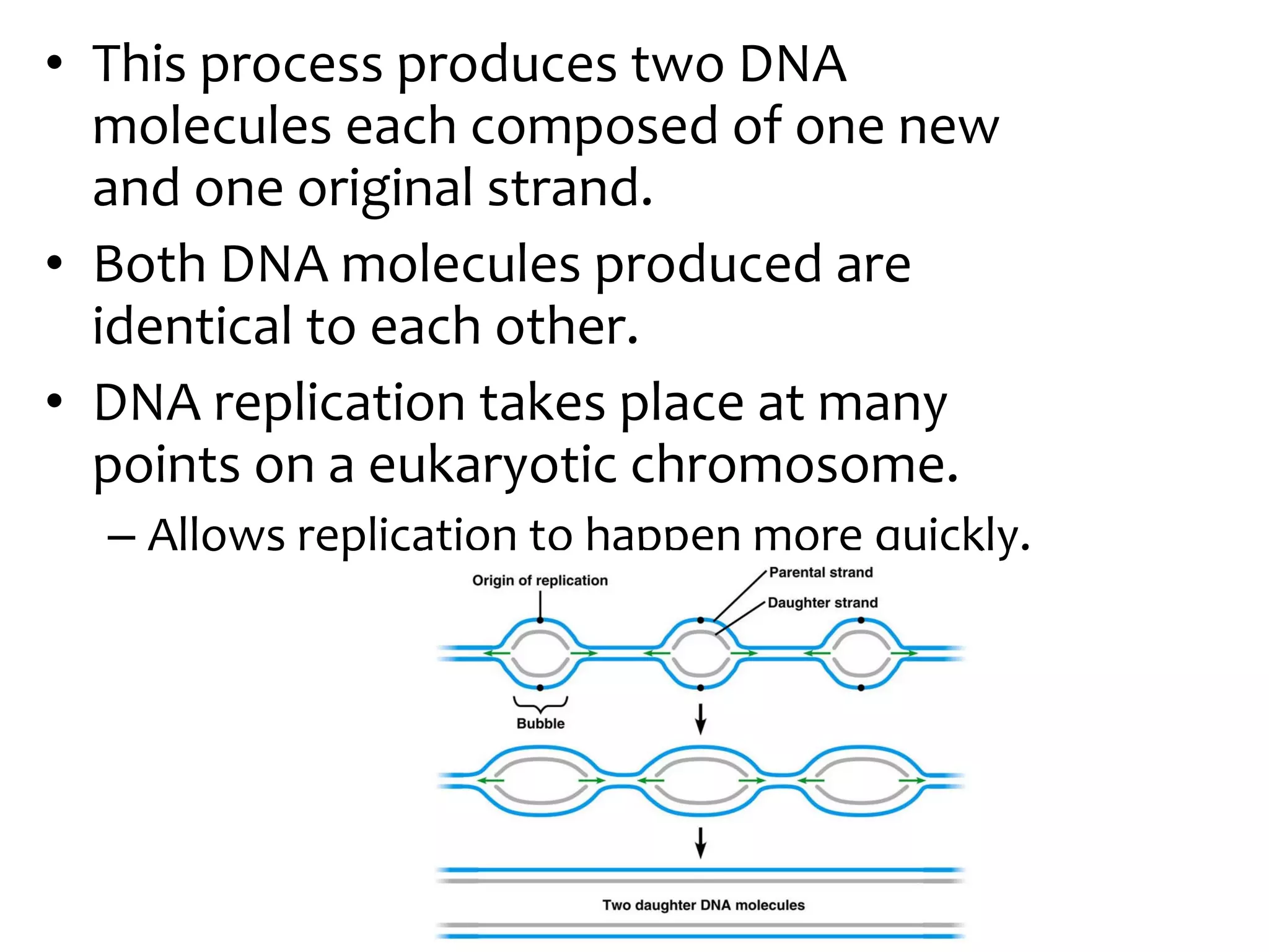 • This process produces two DNA
molecules each composed of one new
and one original strand.
• Both DNA molecules produced are
identical to each other.
• DNA replication takes place at many
points on a eukaryotic chromosome.
– Allows replication to happen more quickly.
 