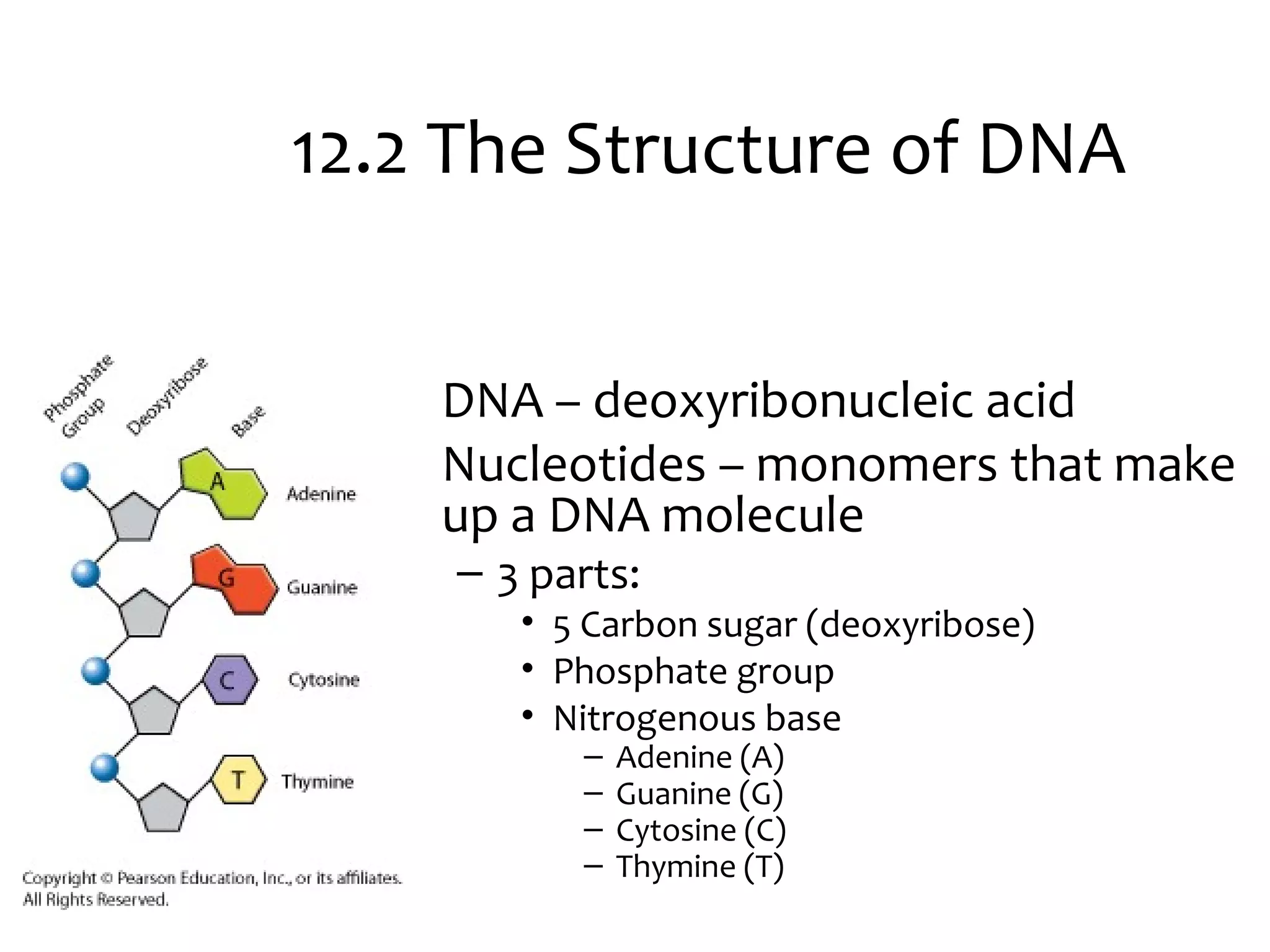 12.2 The Structure of DNA
• DNA – deoxyribonucleic acid
• Nucleotides – monomers that make
up a DNA molecule
– 3 parts:
• 5 Carbon sugar (deoxyribose)
• Phosphate group
• Nitrogenous base
– Adenine (A)
– Guanine (G)
– Cytosine (C)
– Thymine (T)
 