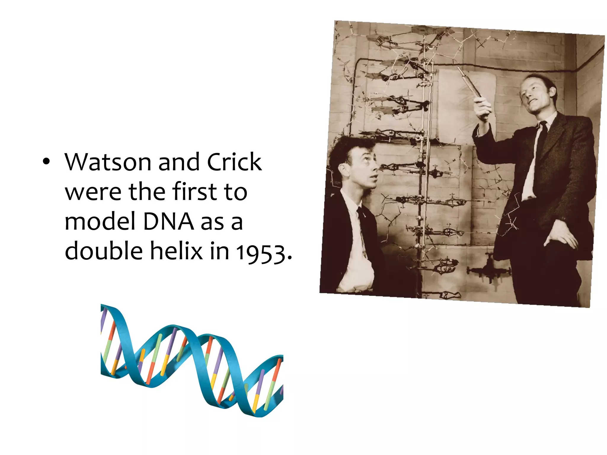 • Watson and Crick
were the first to
model DNA as a
double helix in 1953.
 