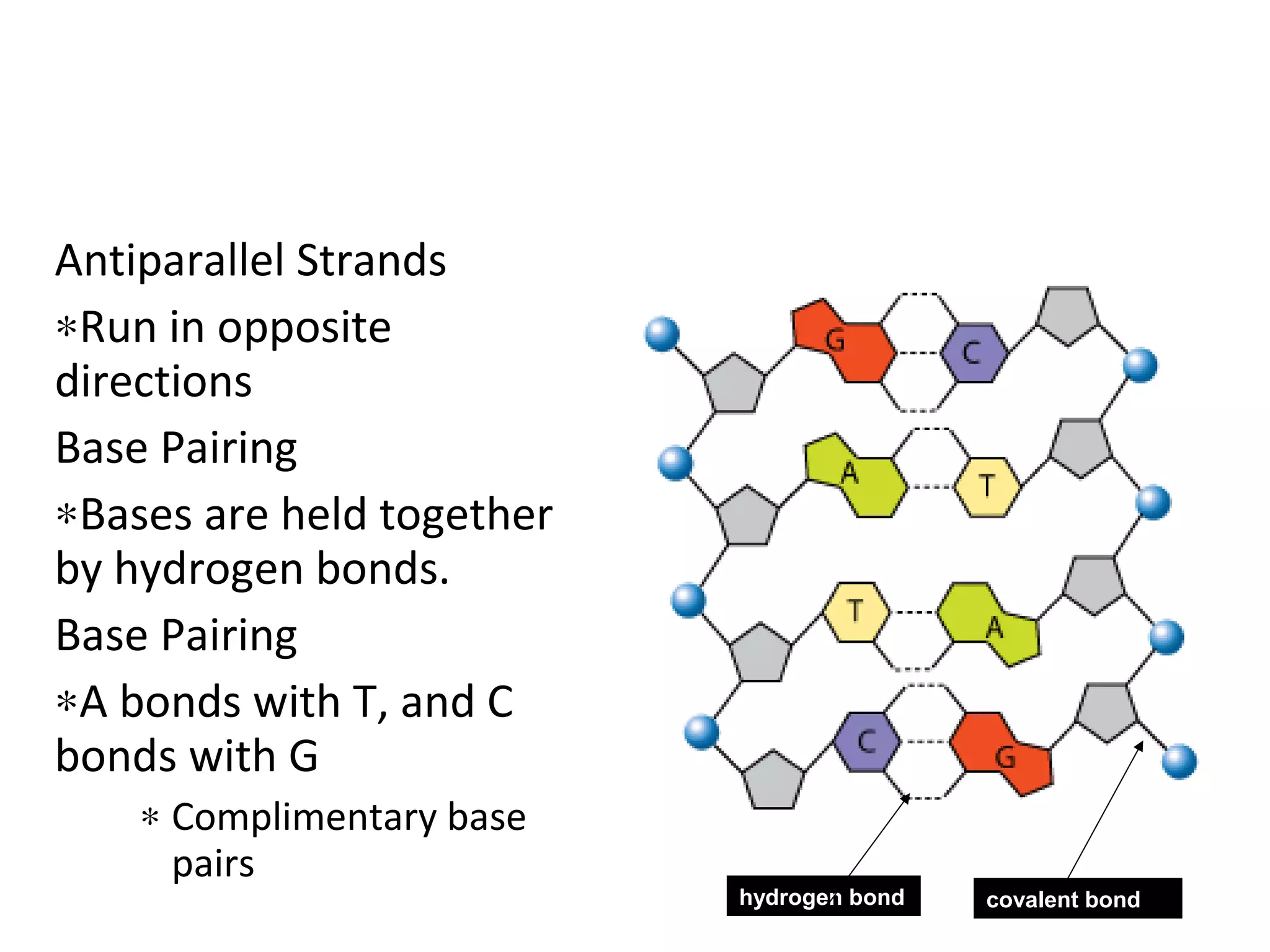 Antiparallel Strands
∗Run in opposite
directions
Base Pairing
∗Bases are held together
by hydrogen bonds.
Base Pairing
∗A bonds with T, and C
bonds with G
∗ Complimentary base
pairs
hydrogen bond covalent bond
 