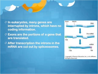 In eukaryotes, many genes are
interrupted by introns, which have no
coding information.
Exons are the portions of a gene that
are translated.
After transcription the introns in the
mRNA are cut out by spliceosomes.
 