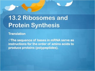 13.2 Ribosomes and
Protein Synthesis
Translation
The sequence of bases in mRNA serve as
instructions for the order of amino acids to
produce proteins (polypeptides).
 