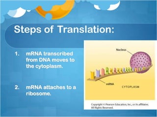 Steps of Translation:
1. mRNA transcribed
from DNA moves to
the cytoplasm.
2. mRNA attaches to a
ribosome.
 