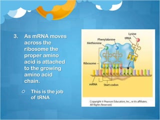 3. As mRNA moves
across the
ribosome the
proper amino
acid is attached
to the growing
amino acid
chain.
This is the job
of tRNA
 