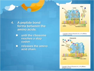 4. A peptide bond
forms between the
amino acids.
 until the ribosome
reaches a stop
codon
 releases the amino
acid chain.
 