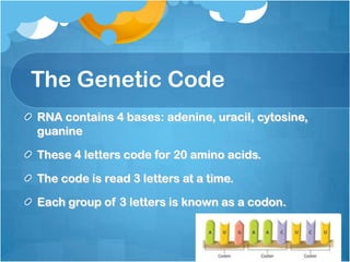 The Genetic Code
RNA contains 4 bases: adenine, uracil, cytosine,
guanine
These 4 letters code for 20 amino acids.
The code is read 3 letters at a time.
Each group of 3 letters is known as a codon.
 