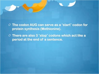 The codon AUG can serve as a “start” codon for
protein synthesis (Methionine).
There are also 3 “stop” codons which act like a
period at the end of a sentence.
 