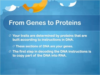 From Genes to Proteins
Your traits are determined by proteins that are
built according to instructions in DNA.
These sections of DNA are your genes.
The first step in decoding the DNA instructions is
to copy part of the DNA into RNA.
 