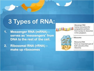 3 Types of RNA:
1. Messenger RNA (mRNA) –
serves as “messengers” from
DNA to the rest of the cell.
2. Ribosomal RNA (rRNA) –
make up ribosomes
 