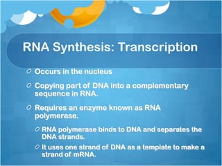 RNA Synthesis: Transcription
Occurs in the nucleus
Copying part of DNA into a complementary
sequence in RNA.
Requires an enzyme known as RNA
polymerase.
RNA polymerase binds to DNA and separates the
DNA strands.
It uses one strand of DNA as a template to make a
strand of mRNA.
 
