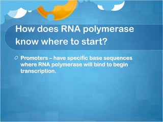 How does RNA polymerase
know where to start?
Promoters – have specific base sequences
where RNA polymerase will bind to begin
transcription.
 