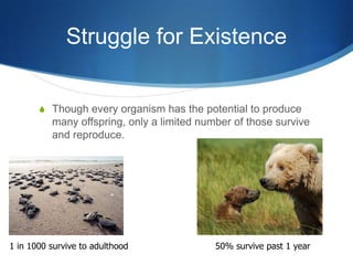 Struggle for Existence
S Though every organism has the potential to produce
many offspring, only a limited number of those survive
and reproduce.
1 in 1000 survive to adulthood 50% survive past 1 year
 