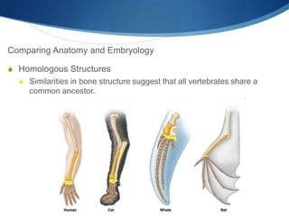 Comparing Anatomy and Embryology
S Homologous Structures
S Similarities in bone structure suggest that all vertebrates share a
common ancestor.
 