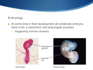 Embryology
S At some time in their development all vertebrate embryos
have a tail, a notochord, and pharyngeal pouches.
S Suggesting common ancestry
 