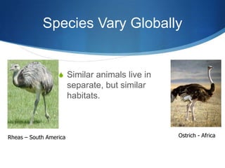 Species Vary Globally
S Similar animals live in
separate, but similar
habitats.
Rheas – South America Ostrich - Africa
 