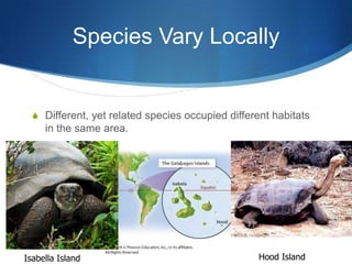 Species Vary Locally
S Different, yet related species occupied different habitats
in the same area.
Isabella Island Hood Island
 