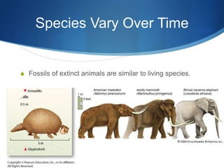 Species Vary Over Time
S Fossils of extinct animals are similar to living species.
 