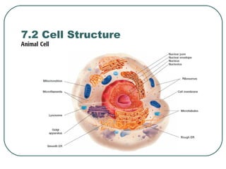 7.2 Cell Structure

 