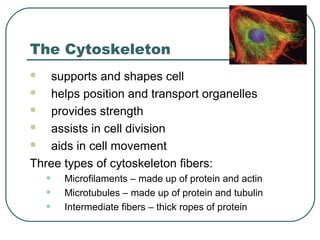 The Cytoskeleton
supports and shapes cell

helps position and transport organelles

provides strength

assists in cell division

aids in cell movement
Three types of cytoskeleton fibers:


•
•
•

Microfilaments – made up of protein and actin
Microtubules – made up of protein and tubulin
Intermediate fibers – thick ropes of protein

 
