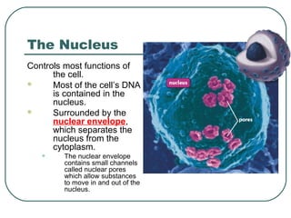 The Nucleus
Controls most functions of
the cell.

Most of the cell’s DNA
is contained in the
nucleus.

Surrounded by the
nuclear envelope,
which separates the
nucleus from the
cytoplasm.

•

The nuclear envelope
contains small channels
called nuclear pores
which allow substances
to move in and out of the
nucleus.

 