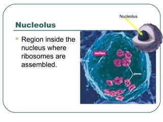 Nucleolus

Nucleolus
 Region

inside the
nucleus where
ribosomes are
assembled.

 