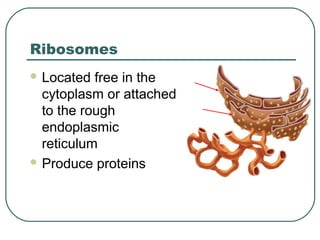 Ribosomes
 Located

free in the
cytoplasm or attached
to the rough
endoplasmic
reticulum
 Produce proteins

 