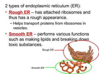2 types of endoplasmic reticulum (ER):
• Rough ER – has attached ribosomes and
thus has a rough appearance.
– Helps transport proteins from ribosomes in
vesicles.

• Smooth ER – performs various functions
such as making lipids and breaking down
toxic substances.
Rough ER

Smooth ER

 