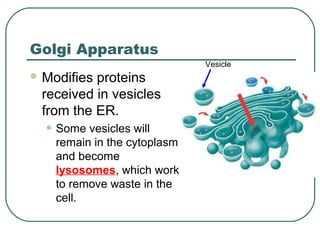 Golgi Apparatus
Vesicle

 Modifies

proteins
received in vesicles
from the ER.

• Some vesicles will

remain in the cytoplasm
and become
lysosomes, which work
to remove waste in the
cell.

 