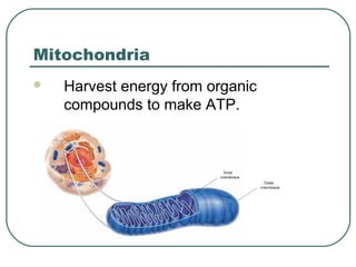Mitochondria


Harvest energy from organic
compounds to make ATP.

 