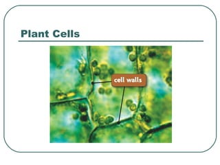 Plant Cells

 