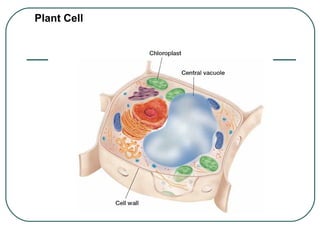 Plant Cell

 