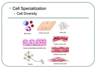  Cell

Specialization

• Cell Diversity

 