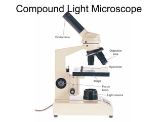 Compound Light Microscope

 