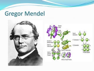 Gregor Mendel
 