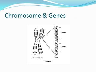 Chromosome & Genes
 