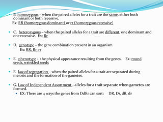  B. homozygous – when the paired alleles for a trait are the same, either both
  dominant or both recessive.
  Ex: RR (homozygous dominant) or rr (homozygous recessive)

 C. heterozygous – when the paired alleles for a trait are different, one dominant and
   one recessive. Ex: Rr

 D. genotype – the gene combination present in an organism.
       Ex: RR, Rr, rr

 E. phenotype - the physical appearance resulting from the genes.      Ex: round
   seeds, wrinkled seeds

 F. law of segregation – when the paired alleles for a trait are separated during
   meiosis and the formation of the gametes.

 G. Law of Independent Assortment - alleles for a trait separate when gametes are
   formed.
     EX: There are 4 ways the genes from DdRr can sort:      DR, Dr, dR, dr
 