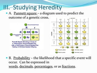 III. Studying Heredity
 A. Punnett square – a diagram used to predict the
  outcome of a genetic cross.




 B. Probability – the likelihood that a specific event will
  occur. Can be expressed in
  words, decimals, percentages, or as fractions.
 