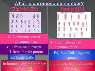  2 compete sets of
chromosomes.
 1 from male parent
1 from female parent
Ex) Body Cells
In humans, diploid number
(2N) = ___

 1 compete set of
chromosomes.
Ex) Sex Cells (egg and
sperm)
In humans, haploid number
(N) = ___

 