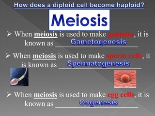  When meiosis is used to make gametes, it is
known as ______________________
 When meiosis is used to make sperm cells, it
is known as ______________________

 When meiosis is used to make egg cells, it is
known as ______________________

 