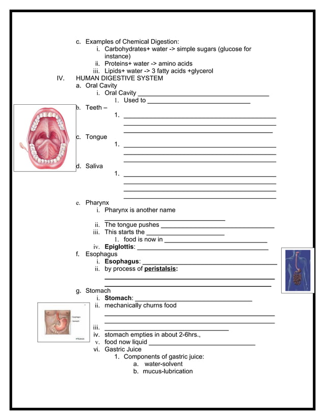 Notes digestive system