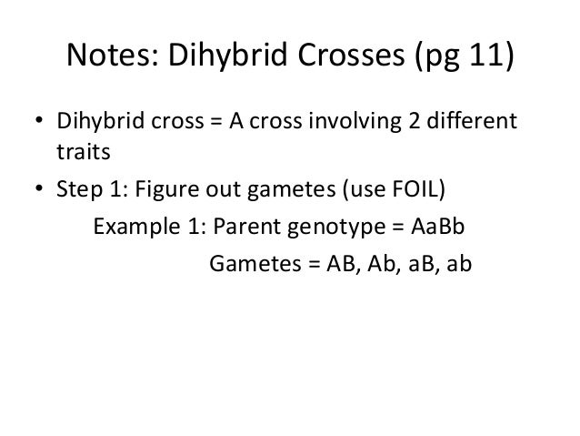 Notes Dihybrid Crosses
